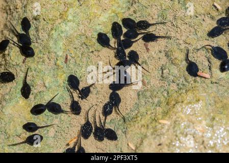 Tadpoles a Roberto Barrios in Messico Foto Stock