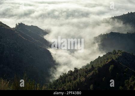 Vista panoramica di un paesaggio montano con nuvole basse o nebbia che scorre attraverso le montagne con foreste di pini Foto Stock