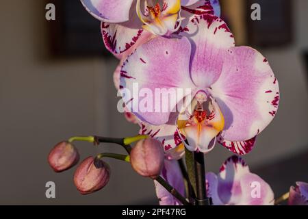 Fiore rosa e foglie dell'orchidea phalaenopsis in un vaso di fiori sul davanzale in casa. Immagine della pianta della casa. Foto Stock