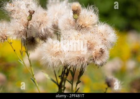 Il Cirsium arvense è una specie di piante perenni della famiglia dei cardi dell'astro. Piante autunnali con semi. Piante medicinali. Foto Stock