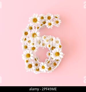 Numero 6 di fiori di camomilla naturale. Carino camomiles numero sei. Concetto di numeri di fiori primaverili isolato su sfondo rosa pastello carino. Vista dall'alto Foto Stock