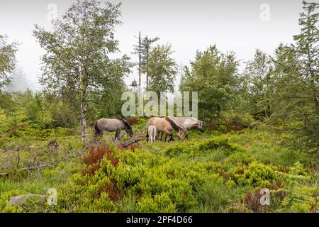 Altopiano di Grinden, il paesaggio tipico della Foresta Nera è tenuto libero da cavalli al pascolo, Baiersbronn, Baden-Wuerttemberg, Germania Foto Stock
