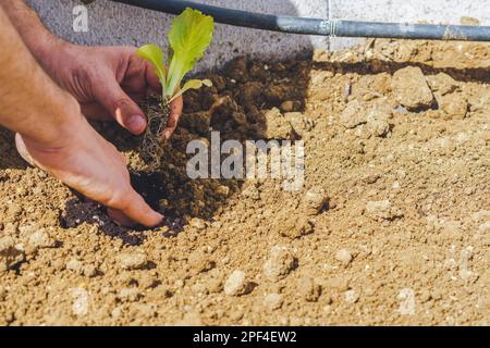 Primo piano di una mano mans piantando lattuga in un giardino biologico Foto Stock