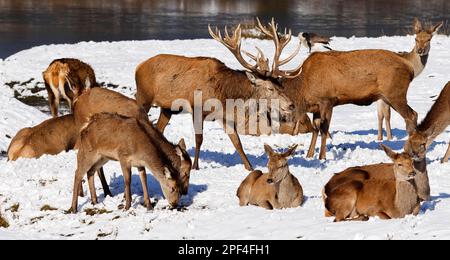 Cervo rosso (Cervus elaphus) Cervo rosso in inverno, branco, cervo nella neve con crinali e vitelli su una riva d'acqua, Schleswig-Holstein, Germania Foto Stock