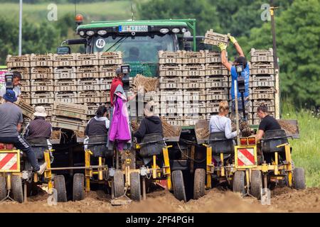 Gli asparagi bianchi sono piantati, giovani pianta di un anno. Sono necessari assistenti e una macchina speciale, Riegel am Kaiserstuhl, Baden-Wuerttemberg, Germania Foto Stock