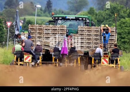 Gli asparagi bianchi sono piantati, giovani pianta di un anno. Sono necessari assistenti e una macchina speciale, Riegel am Kaiserstuhl, Baden-Wuerttemberg, Germania Foto Stock