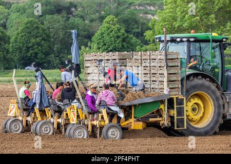 Gli asparagi bianchi sono piantati, giovani pianta di un anno. Sono necessari assistenti e una macchina speciale, Riegel am Kaiserstuhl, Baden-Wuerttemberg, Germania Foto Stock