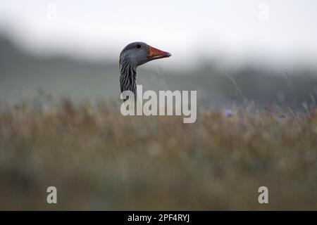 Greylag Goose (Anser anser), uccello adulto, ritratto dietro una duna, Texel Island, Mare del Nord, Olanda del Nord, Paesi Bassi Foto Stock