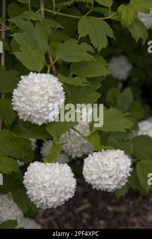 Rosa guelder ripieno (Opulo di Viburnum), palla di neve vera ripiena, famiglia di moscati, Roseum varietà di Viburnum opalus Foto Stock