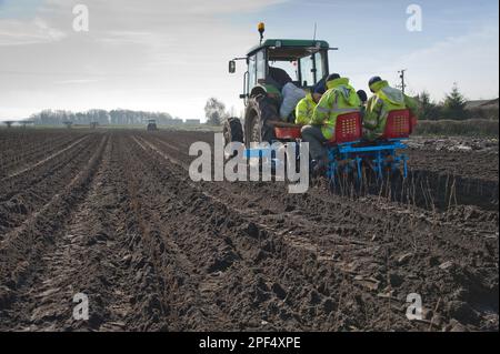 Albero che pianta, trattore e piantatrice con gente che pianta ontano nero comune (Alnus glutinosa) piantine nel campo, Burscough, Lancashire, Inghilterra Foto Stock