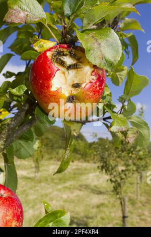 Comune vespa comune (Vespula vulgaris), lavoratori adulti che si nutrono di frutta danneggiata di mela coltivata (Malus domestica) 'Lord Lambourne', in crescita Foto Stock
