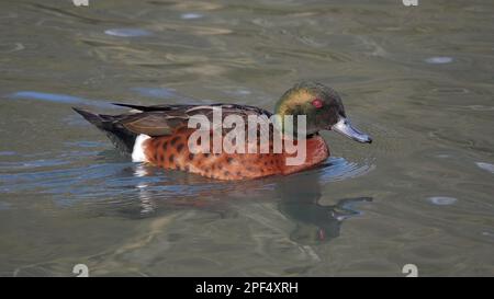 Capezzoli di castagno (Anas castanea), anatre, Oca Uccelli, Animali, Uccelli, Castagno Teal maschio adulto, nuoto (prigioniero) Foto Stock