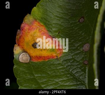 Mela coltivata (Malus domestica) 'McIntosh', primo piano di foglia, con Frogeye (Sphaeropsis sp.) Leaf Spot, Ottawa, Ontario, Canada Foto Stock