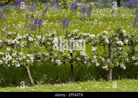 Albero di mela fiorito (Malus domestica) cresciuto come un trellis a due livelli nel giardino, Herefordshire, Inghilterra, Regno Unito Foto Stock