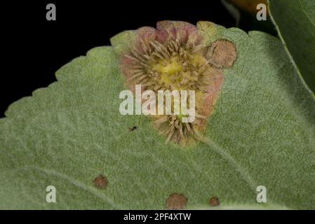 Mela coltivata (Malus domestica) 'McIntosh', primo piano del lato inferiore della foglia, con Frogeye (Sphaeropsis sp.) Spot Leaf con spore visibili, Ottawa Foto Stock