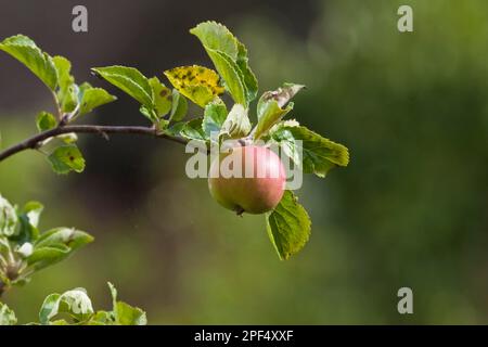 Mela coltivata (Malus domestica) 'James Grieve', primo piano della maturazione del frutto sul ramo, Dorchester, Dorset, Inghilterra, estate Foto Stock