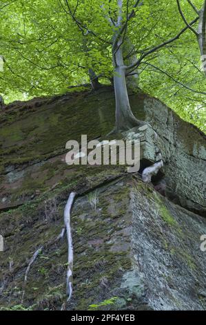 Il faggio comune (Fagus sylvatica) ha esposto le radici, crescendo su St. Bees arenaria rupe, Dufton Ghyll Wood, Eden Valley, Cumbria, Inghilterra, Regno Unito Foto Stock