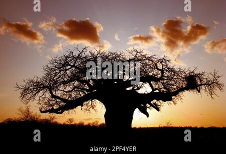 Baobab africano (Adansonia digitale), famiglia Mallow (Bombacaceae), abito Baobab, Silhouette al tramonto, Sudafrica Foto Stock