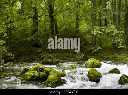 Faggi comuni (Fagus sylvatica) zona montana rocciosa con fiume che scorre attraverso, fiume Savica, Triglav N. P. Alpi Giulie, Slovenia Foto Stock