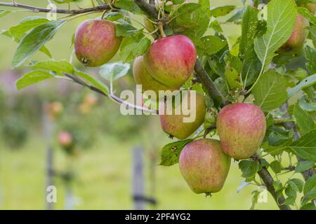 Albero di mele (Malus domestica) 'Adam's Pearmain', primo piano del frutto, sull'albero nel frutteto biologico, Powys, Galles, Regno Unito Foto Stock