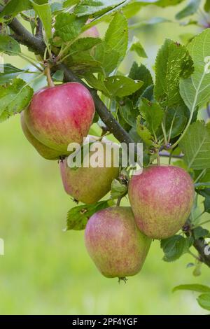 Albero di mele (Malus domestica) 'Adam's Pearmain', primo piano del frutto, sull'albero nel frutteto biologico, Powys, Galles, Regno Unito Foto Stock