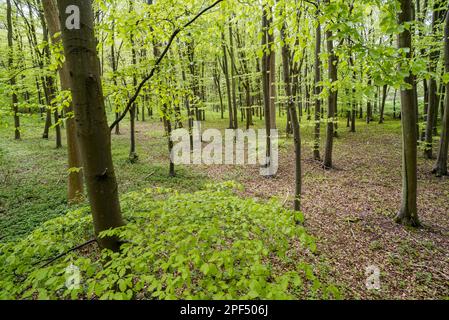 Faggio comune (Fagus sylvatica), che cresce nella foresta, Kent, Inghilterra, Regno Unito Foto Stock