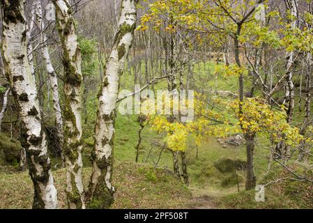 Warty Birch (Betula pendula) e querce sessili (Quercus petrea), terreno boschivo che cresce in una cava in disuso, Bole Hill Quarry, Peak District, Derbyshire Foto Stock