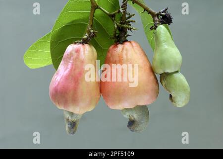 Anacardi (Anacardium occidentale) primo piano della maturazione dei frutti a guscio, Trivandrum, Distretto di Thiruvananthapuram, Kerala, India Foto Stock