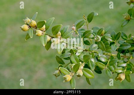 Box (Buxus sempervirens) primo piano di frutta e foglie, in siepe di giardino, Mendlesham, Suffolk, Inghilterra, Regno Unito Foto Stock
