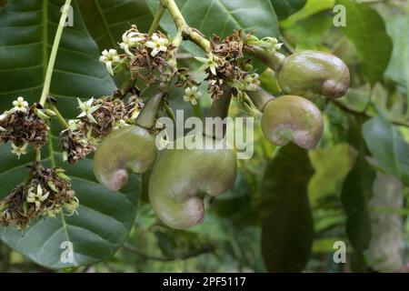 Anacardi (Anacardium occidentale) primo piano di fiori e frutta a maturazione con noci, Trivandrum, Distretto di Thiruvananthapuram, Kerala, India Foto Stock