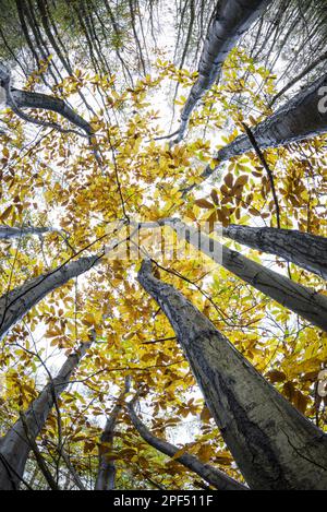 Tronchi e baldacchino di castagno (Castanea sativa), con foglie di colore autunnale, coltivati in boschi di cedro, Kent, Inghilterra, Regno Unito Foto Stock