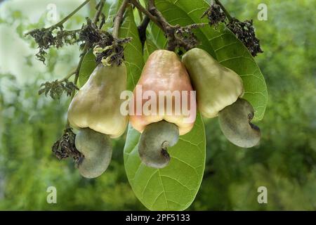 Anacardi (Anacardium occidentale) primo piano della maturazione dei frutti a guscio, Trivandrum, Distretto di Thiruvananthapuram, Kerala, India Foto Stock