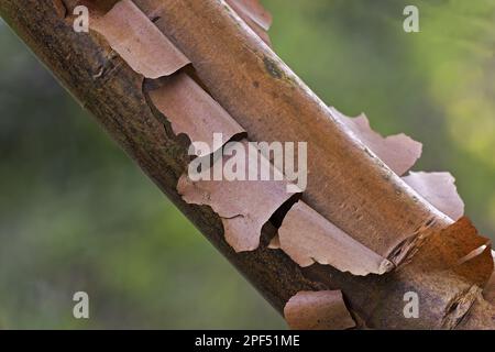 Corteccia di carta acero (Acer griseum) primo piano della corteccia di pelatura, Warwickshire, Inghilterra, Spring Foto Stock