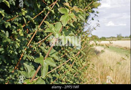 Acero da campo (Acer campestre) primo piano di foglie che crescono in siepe, Bacton, Suffolk, Inghilterra, Regno Unito Foto Stock