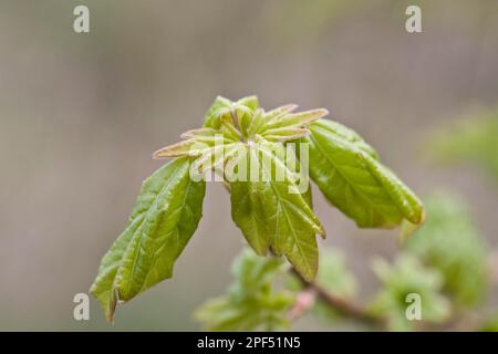 Acero da campo (Acer campestre) primo piano delle foglie di apertura, Dorset, Inghilterra, Regno Unito Foto Stock