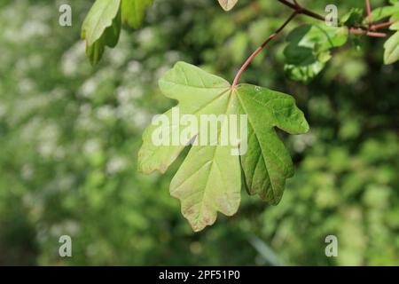Acero da campo (Acer campestre) primo piano di foglie che crescono in siepe, Mendlesham, Suffolk, Inghilterra, Regno Unito Foto Stock