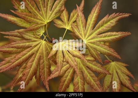 Papercorteccia paperbark acero (Acer griseum) primo piano delle foglie, Warwickshire, Inghilterra, Primavera Foto Stock