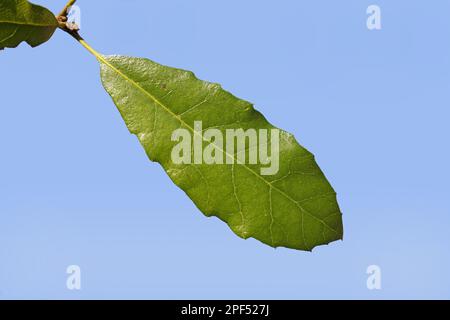 Lholm Oak (Quercus ilex) ha introdotto specie, primo piano di foglia, Suffolk, Inghilterra, Regno Unito Foto Stock