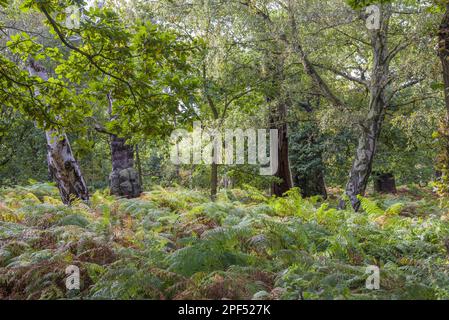 Quercia inglese (Quercus robur) con betulla bianca (Betula pendula) e salmerino, coltivando in habitat boschivo esteso, Foresta di Sherwood National Nature Foto Stock