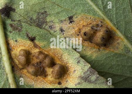 Busto di cedro-mela (Gymnosporangium juniperi-virginianae) pustole su mela (Malus sp.) Leaf Ssotto, Speen Garden, Buckinghamshire, Inghilterra, United Foto Stock