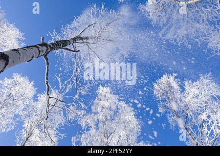 Betula verrucosa, Birch d'Argento (Betula pendula), Birch d'Argento, Birch d'Argento, Birch, Birch famiglia, Brina di bufale che cade da alberi di uccello d'argento nella foresta Foto Stock