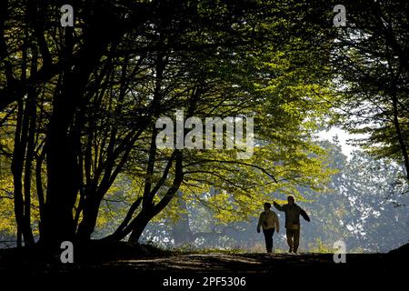 Escursionisti sul sentiero in vecchio faggio comune (Fagus sylvatica) e corni europei (Carpinus betulus) foreste miste, habitat forestale pascolo in anticipo Foto Stock