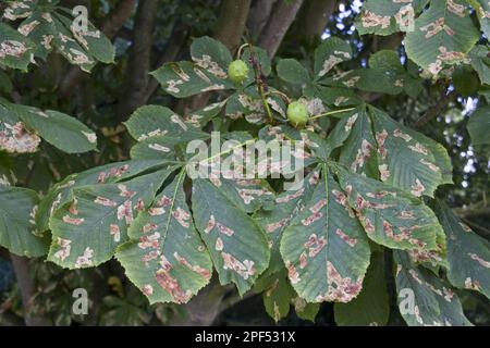 La perdita prematura delle foglie è dovuta all'infezione delle castagne di cavallo con le larve di una falena, o di una falena di castagno di cavallo (Cameraria ohridella) Foto Stock