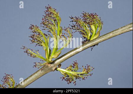 Fiori di frassino (Fraxinus excelsior), legno in primavera Foto Stock