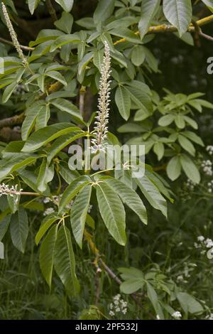 Germogli fioriti del castagno di cavallo californica della California (Aesculus) Foto Stock