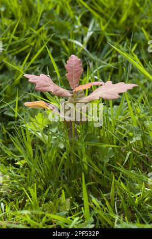 Quercia comune (Quercus robur), piantina seminata, germinante nelle praterie, West Berkshire, Inghilterra, Regno Unito Foto Stock