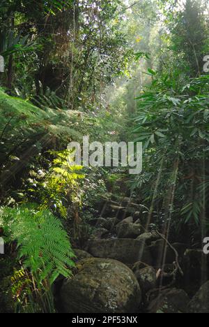 Vegetazione lussureggiante che sovrasta il torrente nell'habitat primario della foresta pluviale, Sinharaja Forest Reserve, Sri Lanka Foto Stock