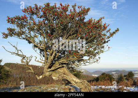 Holly, Holly comune, Oly europeo (Ilex aquifolium) albero veterano, abito, con frutta, Stipperstones del Nord, Shropshire, Inghilterra, Regno Unito Foto Stock