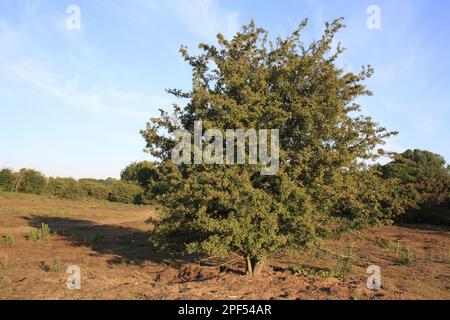 Comune Hawthorn (Crataegus monogyna) abitudine, crescendo in pianura brughiera riserva, Wortham Ling, Upper Waveney Valley, Suffolk, Inghilterra, Regno Unito Foto Stock