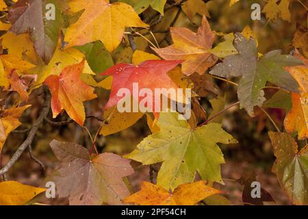 American Sweetgum (Liquidambre styraciflua) primo piano delle foglie, di colore autunnale, New York state (U.) S. A Foto Stock